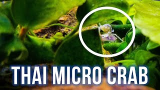 Thai Micro Crabs – Best Oddball Invertebrate [upl. by Sophia]