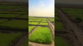 Onion seed nursery farming cropfarming villagelife shortsfeed viralvideo shorts onion [upl. by Nimzay]