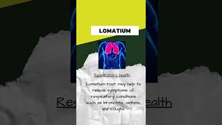 Unlock the Healing Power of Lomatium Root Discover the Surprising Health Benefitsshorts [upl. by Matt]