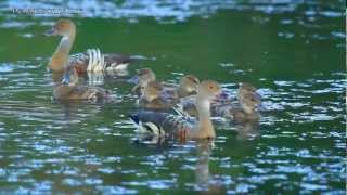 ❥═❥═❥ LIFE ON THE LAKE [upl. by Yhtac]