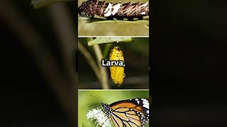 तितली का जीवन चक्र  butterfly life cycle facts short ytshorts animals science [upl. by Enyal]