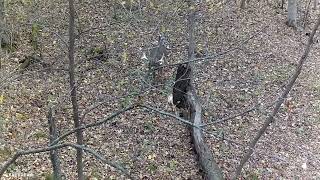 The Best Whitetail Footage Captured with Tactacam [upl. by Bret240]