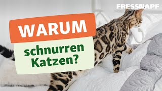 Warum schnurren Katzen [upl. by Donough]