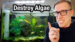 7 Tips to Remove Algae from Your Aquarium [upl. by Arratoon]