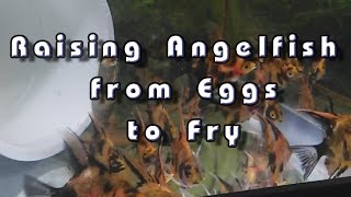 Raising Angelfish from eggs to fry [upl. by Eiddal919]