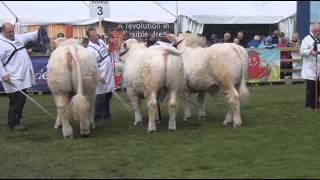 Charolais Judging at Balmoral Show 2013 [upl. by Rudich614]