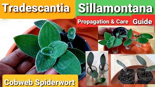 Tradescantia Sillamontana  Cobweb Spiderwort Care Guide amp Propagation [upl. by Healey667]