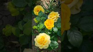 Who doesnt like roses 🌹💐 beautifulroses yellowcolour garden shortfeeds [upl. by Yllib549]