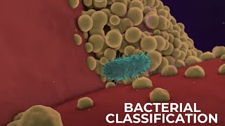 Classification of Bacteria on the basis of Respiration  Shapes amp Cell Wall Composition [upl. by Einafpets]