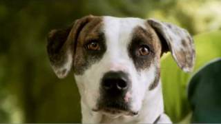 Dierenbescherming TV commercial [upl. by Boggers]