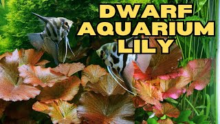 In under 5 Minutes Mastering Dwarf Aquarium Lily Plant Care [upl. by Jonie304]