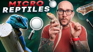 Top 5 Micro Reptiles  The Smallest Reptiles You Can Keep [upl. by Noirb110]