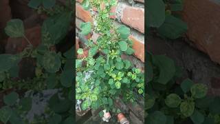 Acalypha indica L हारित मंजरी herbaceousplantncertpraticalshorts [upl. by Ahtnama]