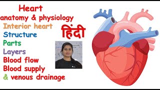 Heart anatomy amp physiology in hindi  layers  interior heart  blood supply  venous drainage [upl. by Inttirb]