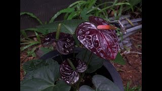 Black Anthurium මිහිකත ඇන්තුරියම් [upl. by Cita586]