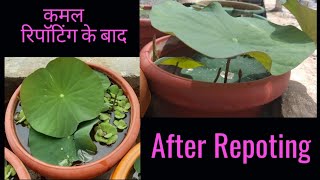 रिपाॅटिंग के बाद कमल का पौधा  Lotus Plant At Home  Plants Groth After Repoting  titbitsoflife [upl. by Nnitsuj]