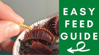 The Ultimate Venus Flytrap Feeding Guide Simple Steps to Feed Your Venus Flytrap [upl. by Meggie]