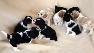 5 week old Cavalier King Charles spaniels frolicking [upl. by Forward]