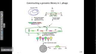 Construction of genomic library using lamda phage [upl. by Kaye]