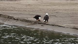 Bald eagles eat fish [upl. by Koser]