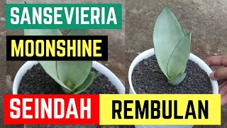 Sansevieria Moonshine Indah Seperti Bulan Purnama [upl. by Emerson]