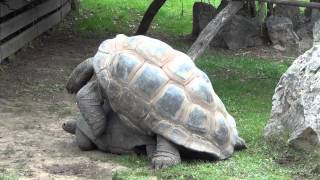 Giant Tortoises mating  Tortugas Gigantes reproduciéndose  Prague Zoo 2013 [upl. by Cown]