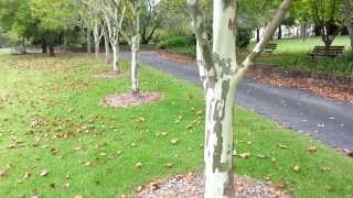 Platanus x acerifolia  top 10 fast growing trees  Platan HD 08 [upl. by Andre]