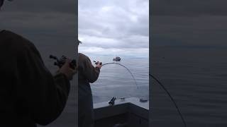 World Class Salmon Fishing in Alaska  Mooching for salmon is the best [upl. by Aitnas709]