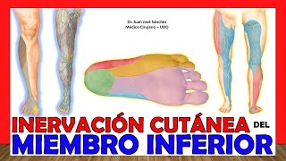 🥇 INERVACIÓN CUTÁNEA DEL MIEMBRO INFERIOR Resumen de Nervios ¡Explicación Fácil y Sencilla [upl. by Okir261]