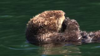 Closeup of a Northern sea otter Enhydra lutris kenyoni grooming Kachemak Bay Alaska [upl. by Cand]