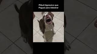 Pitbull Agressivo em Adestramento shorts [upl. by Iasi]