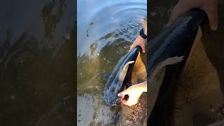 Iowa Channel Catfish catfish iowa midwest explorishingadventures [upl. by Holladay]