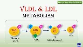 22 VLDL LDL Metabolism  Lipid metabolism  Biochemistry  NJOY Biochemistry [upl. by Seiden]