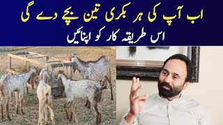 In this method every goat will give 3 kids  Goat Farming  Chakwal Goat Farm [upl. by Nedia153]