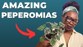 Peperomia Care Tips For Beginners [upl. by Jeno]