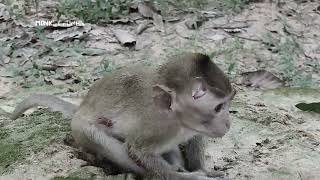 Terrible attacked Baby was terrible attacked by big monkey Baby terrible hurt [upl. by Weir870]