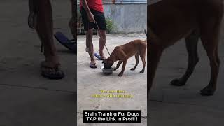 Brainbased dog agility training [upl. by Enitsyrhc]