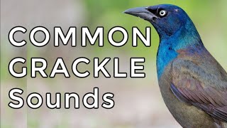 Common Grackle Songs amp Calls Learn TWO common sounds [upl. by Juta]