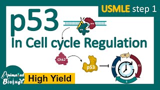 p53 in cell cycle regulation  p53 and cancer  p53 tumor suppressor [upl. by Yrocal375]