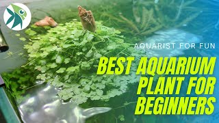 The EASIEST AQUARIUM Plant every BEGINNERS should have HYDROCOTYLE TRIPARTITA [upl. by Alden947]