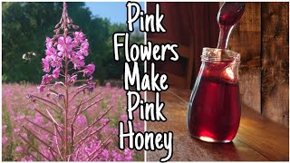 How To Forage amp Make Fireweed SyrupRosebay Willowherb Honey 🍯 [upl. by Malachy]