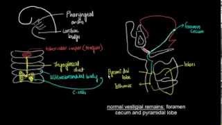 Embryology of Thyroid Gland  1 [upl. by Aneelehs287]