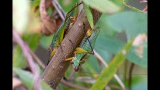 Black Legged Meadow Katydid Oct 2024 [upl. by Nochur]