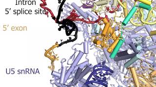 How the exonintron junction is introduced into the spliceosomes active site [upl. by Puiia]