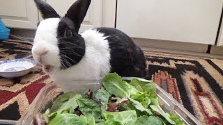 Rabbit eating fresh box of lettuce [upl. by Javler]