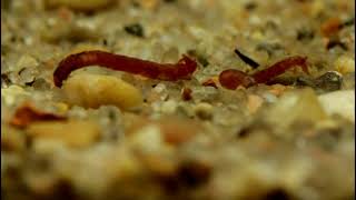 Short Shots 5 Deep Water Chironomid Larva Feeding and Swimming [upl. by Oijres]