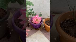 Let talk🪴 plants rosegardening homedecor rain india 2024 rose hibiscus tips flower [upl. by Econah]