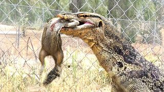 LIZARD TAKES SQUIRREL from TrapEats It [upl. by Anohr]