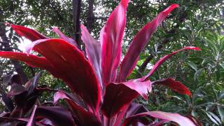 Cordyline fruticosa rubra  Palm Lily HD 04 [upl. by Nitfa16]