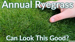 Annual Ryegrass Can Look Like This  Late Fall Reel Low Mow [upl. by Aerdno]